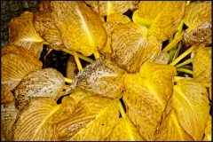 Hosta_DSF3332