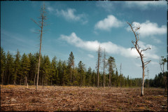 www.retrieverfoto.dk