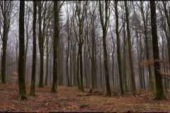 rold-skov_DXO
